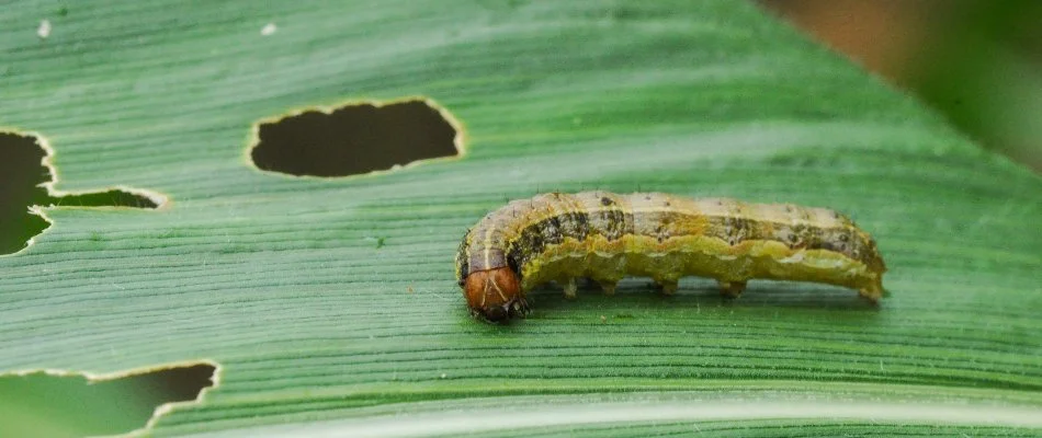 Armyworm on a grass blade in Flower Mound, TX, with holes.