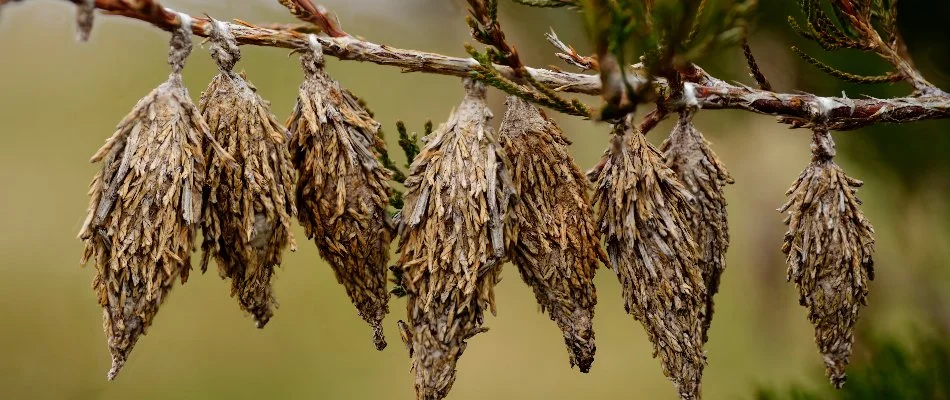 Bagworms on a tree branch in Flower Mound, TX.