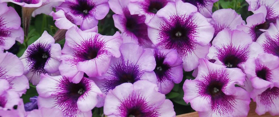 Bicolor petunias in Flower Mound, TX, in shades of purple.