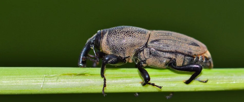 Billbug on a green stem in Flower Mound, TX.