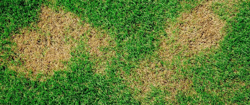 Brown patch disease on grass in Flower Mound, TX.