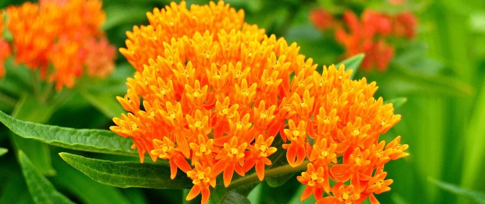 Butterfly weed in Flower Mound, TX, with bright orange flowers.