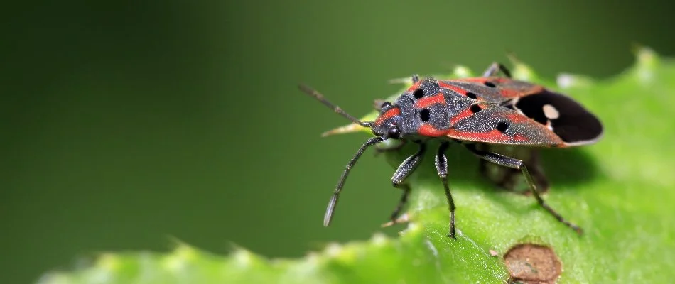 Chinch bug in Flower Mound, TX, feeding on a green leaf.