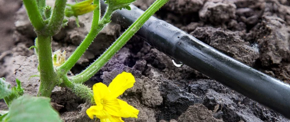 Drip irrigation line in Flower Mound, TX, near a yellow flower.