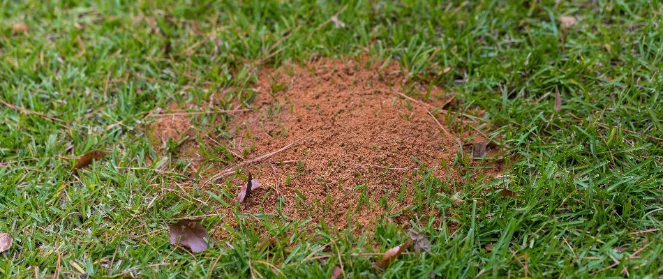 Fire ant mound on a lawn in Flower Mound, TX.