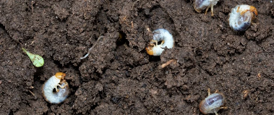 Four white grubs on soil in Flower Mound, TX.