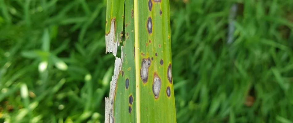 Grass blade in Flower Mound, TX, with gray leaf spot.