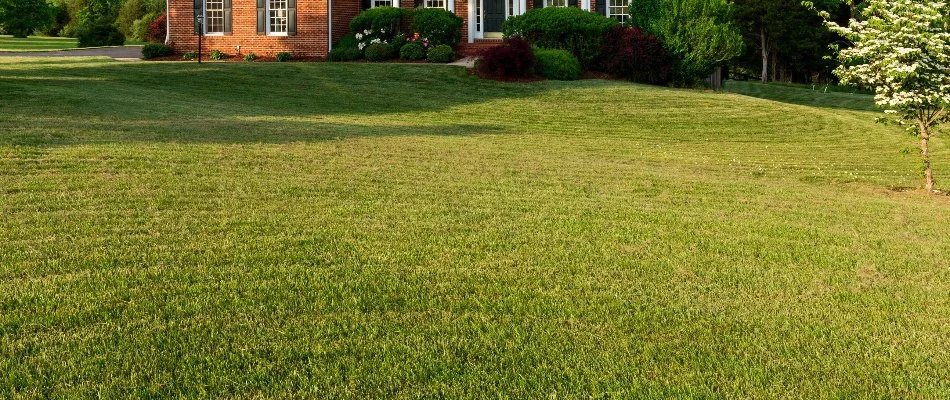 Healthy green lawn in McKinney, TX.