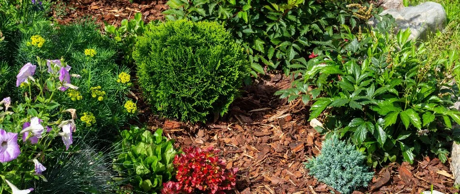 Landscape bed in Double Oak, TX, with mulch, small shrubs, and flowers.