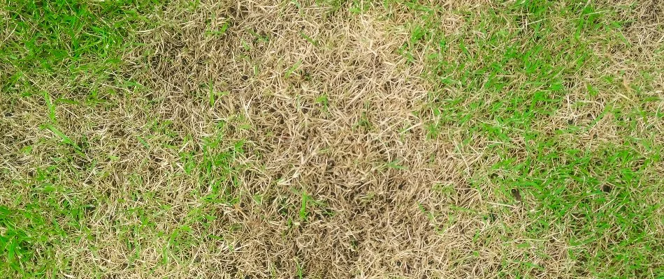 Damaged lawn in Flower Mound, TX, from Bermuda mites.