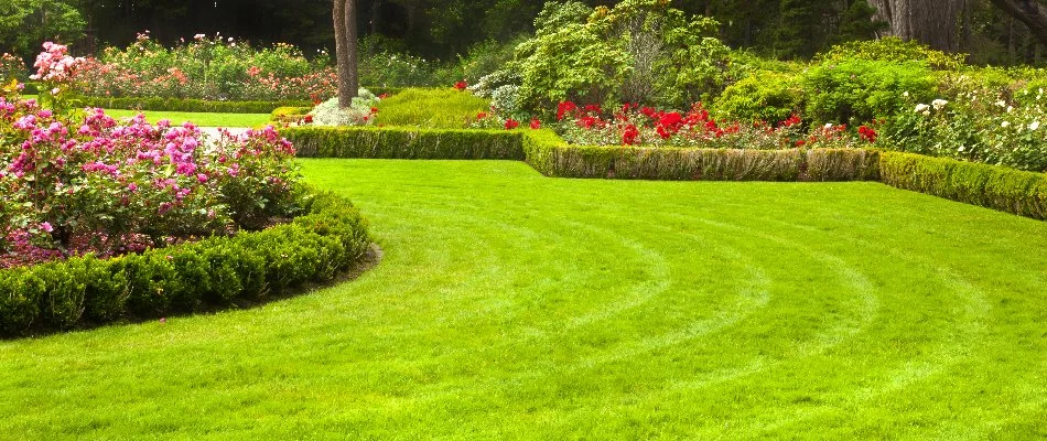 Lawn in Flower Mound, TX, with mowing pattern near a landscape with neat plants and shrubs.