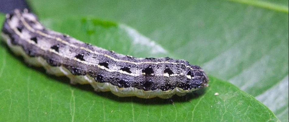 Leaf with cutworm in Flower Mound, TX.