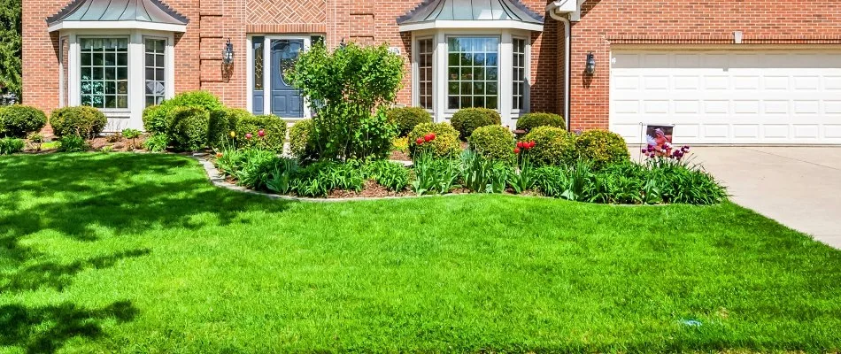 Lush grass and colorful landscape with shrubs in a front yard in Lewisville, TX.