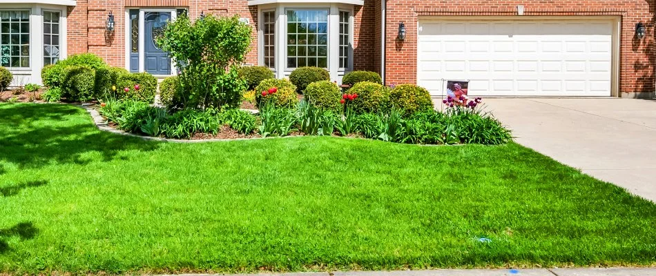 Lush green grass in Flower Mound, TX, near a landscape bed by a driveway.