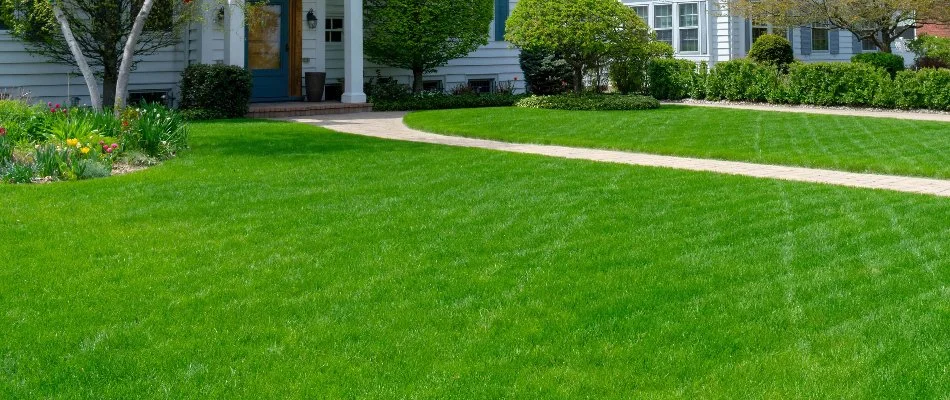 Lush green grass in Flower Mound, TX, with a walkway.