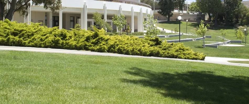 Lush green lawn with shrubs on a commercial property in Flower Mound, TX.