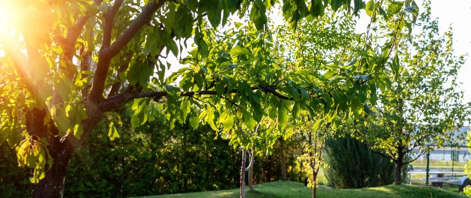 Lush tree foliage in Flower Mound, TX.