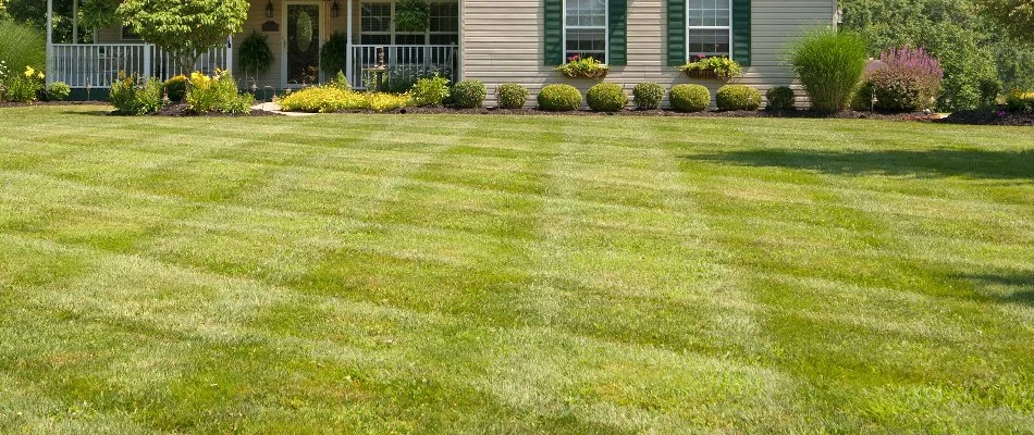 Mowing marks on a lawn in Flower Mound, TX.