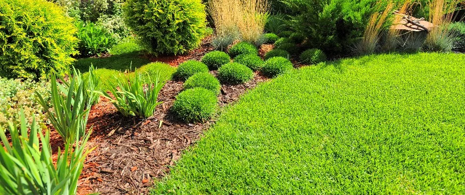 Mulched landscape bed in Denton, TX, with small green plants beside a lawn.