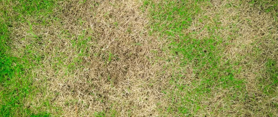 Patchy areas on a lawn in Flower Mound, TX, due to a disease.