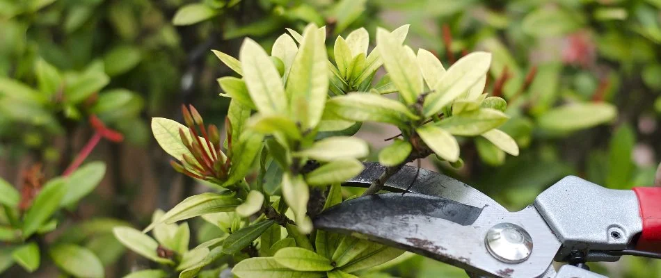 Pruning the leaves on a shrub in Flower Mound, TX.