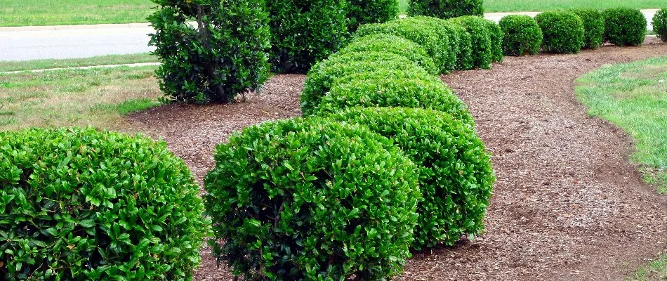 Round green shrubs on a landscape in Flower Mound, TX.