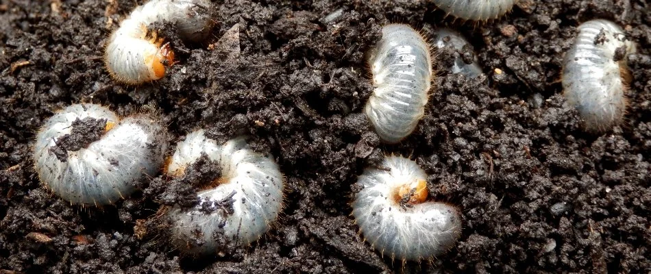 Several grubs on the soil in Flower Mound, TX.