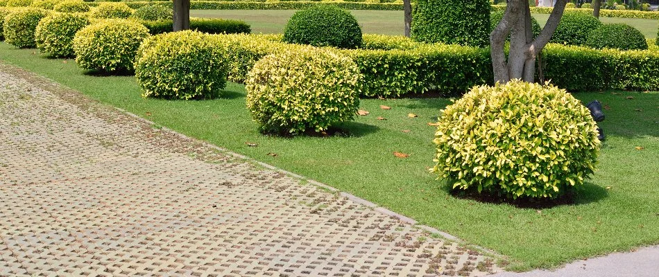 Shaped shrubs along a pathway in Flower Mound, TX.