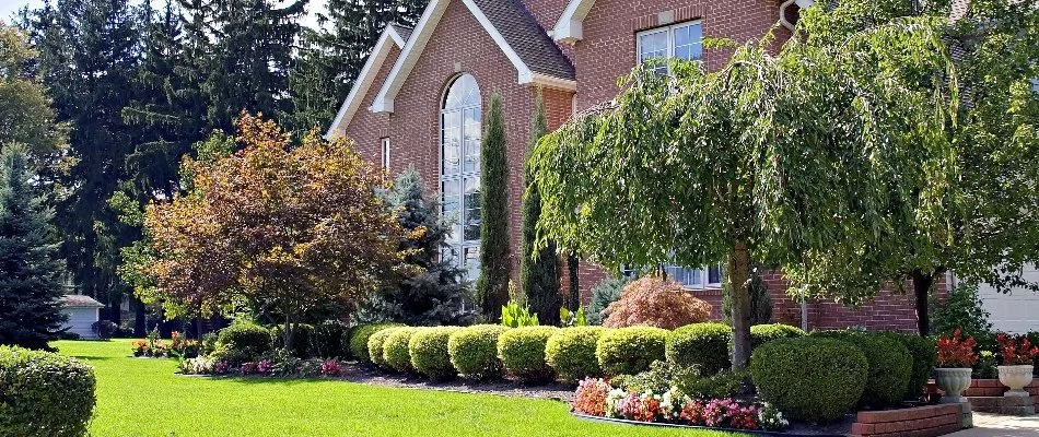 Shrubs and trees with lush leaves on a property in Flower Mound, TX.