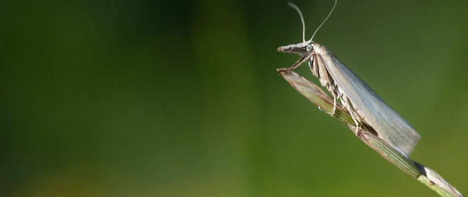 Sod webworm on the tip of a grass blade in Flower Mound, TX.