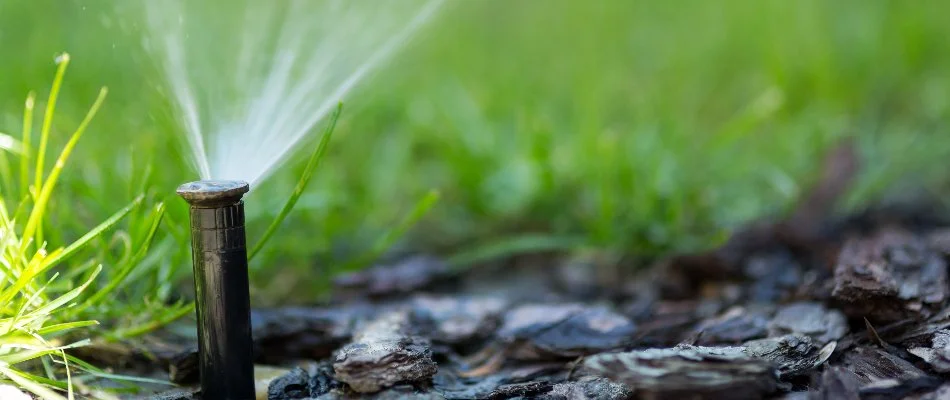 Sprinkler head releasing water for a lawn in Flower Mound, TX.