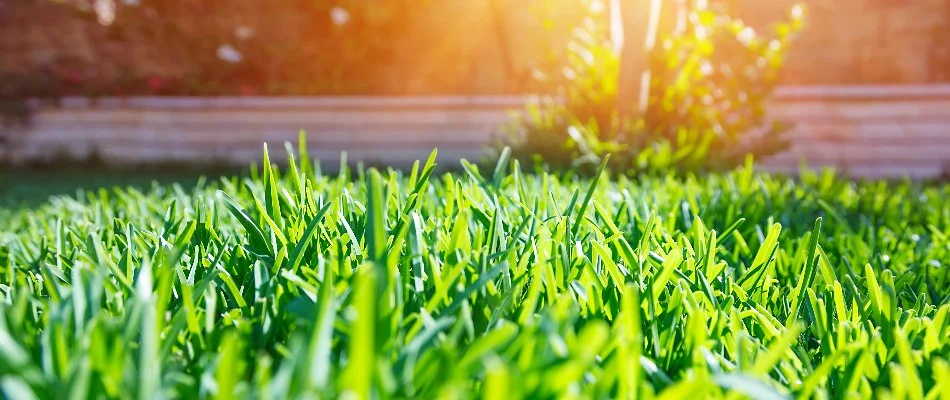 Sun shining on green grass blades in Plano, TX.