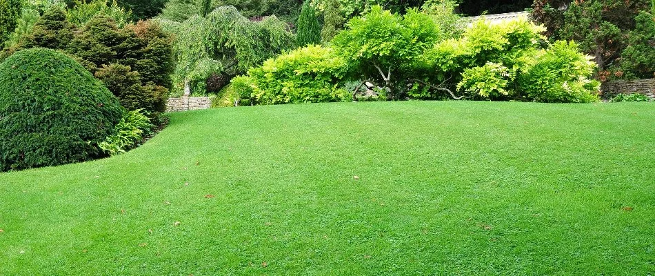 Thick, green grass near lush shrubs in Highland Village, TX.