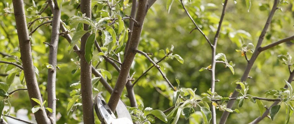 Tree branch being pruned.