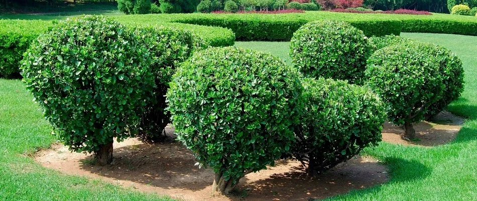 Trimmed shrubs on a green lawn in Oak Point, TX.