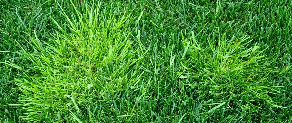 Two weed patches on a lawn in Flower Mound, TX.