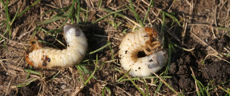 Two white grubs on a lawn in Flower Mound, TX.