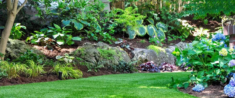 Vibrant, green plants on a mulched landscape bed in Wylie, TX, with boulders.