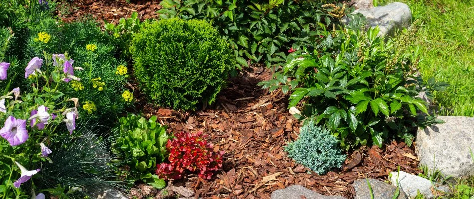 Weed-free landscape bed in Flower Mound, TX.