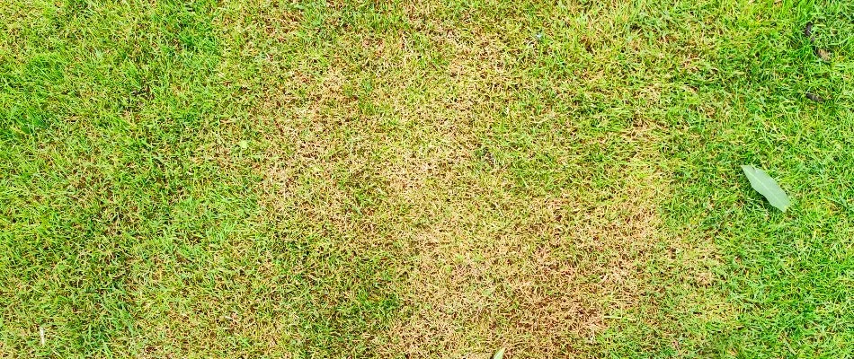 Yellowing grass blades in Flower Mound, TX, due to take-all root rot disease.