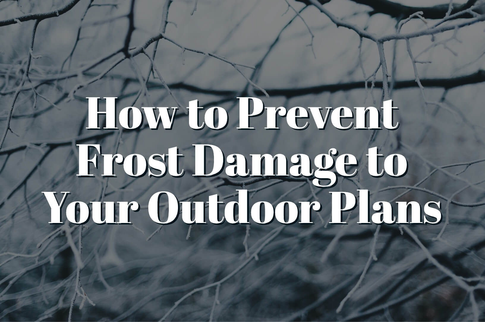 How To Prevent Frost Damage To Your Outdoor Plants | Lawn And Landcare